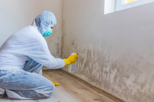 Mold inspector in Saint Leonard performing thermal imaging